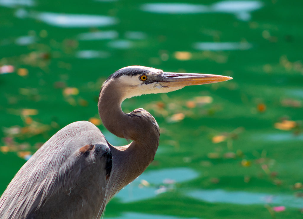 Great Blue Heron hunting for fish at the edge of the water, Maricopa County, Chandler, Arizona