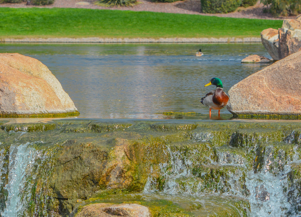 Mallard Duck (Anas Platyrhynchos) on a water fall in the Sonoran Desert. Anthem, Maricopa County, Arizona USA