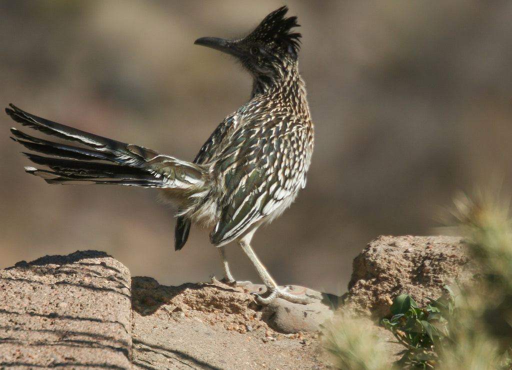 A roadrunner in the desert. Near Kingman, Arizona, USA