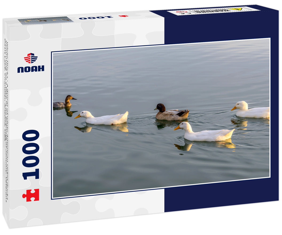 White Ducks - A group of white American Pekin ducks swimming on a lake in an evening of January. Veterans Oasis Lake, Chandler, Arizona, USA