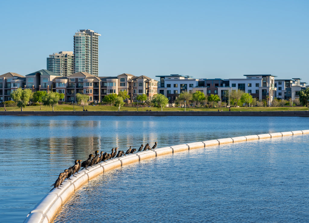 A gulp of double-crested cormorants sun themselves on a boom in Arizona's Tempe Town Lake