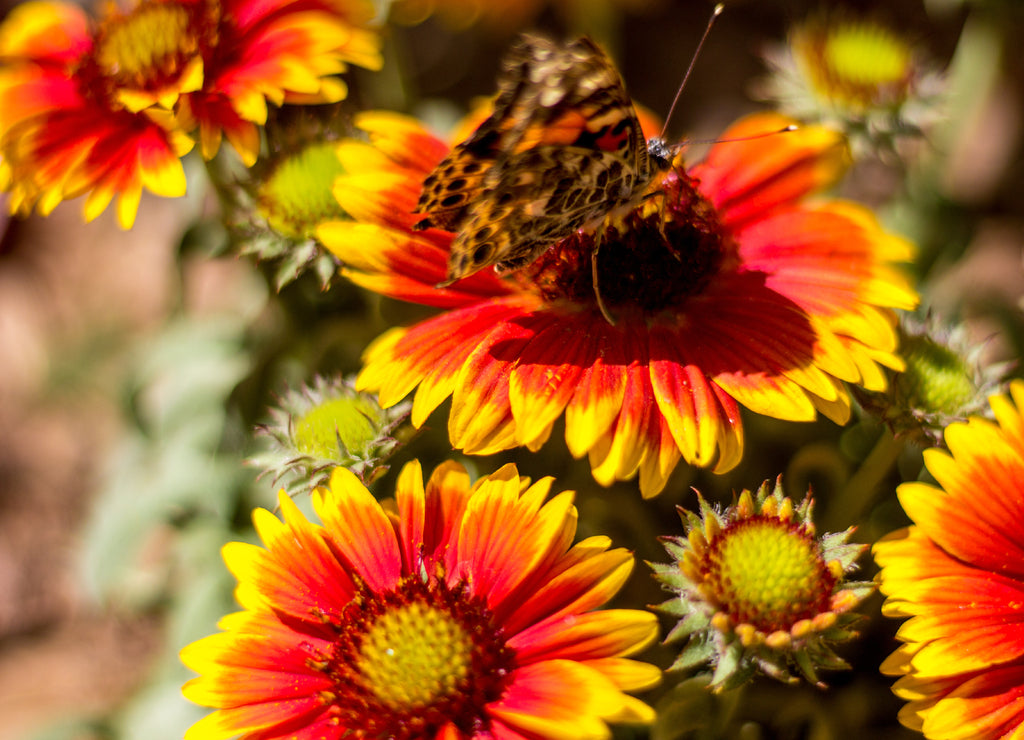 A painted lady butterfly on a flower in the Desert Botanical Garden, Tempe Arizona