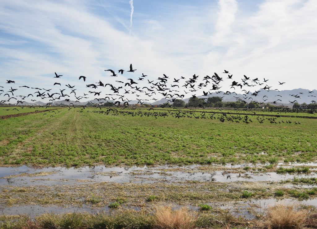 Arizona’s glossy Ibis (Plegadis falcinellus)