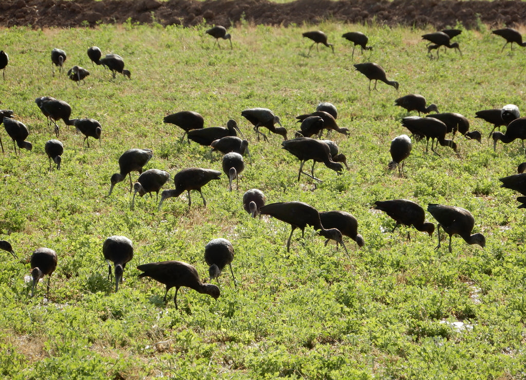 Arizona’s glossy Ibis (Plegadis falcinellus)