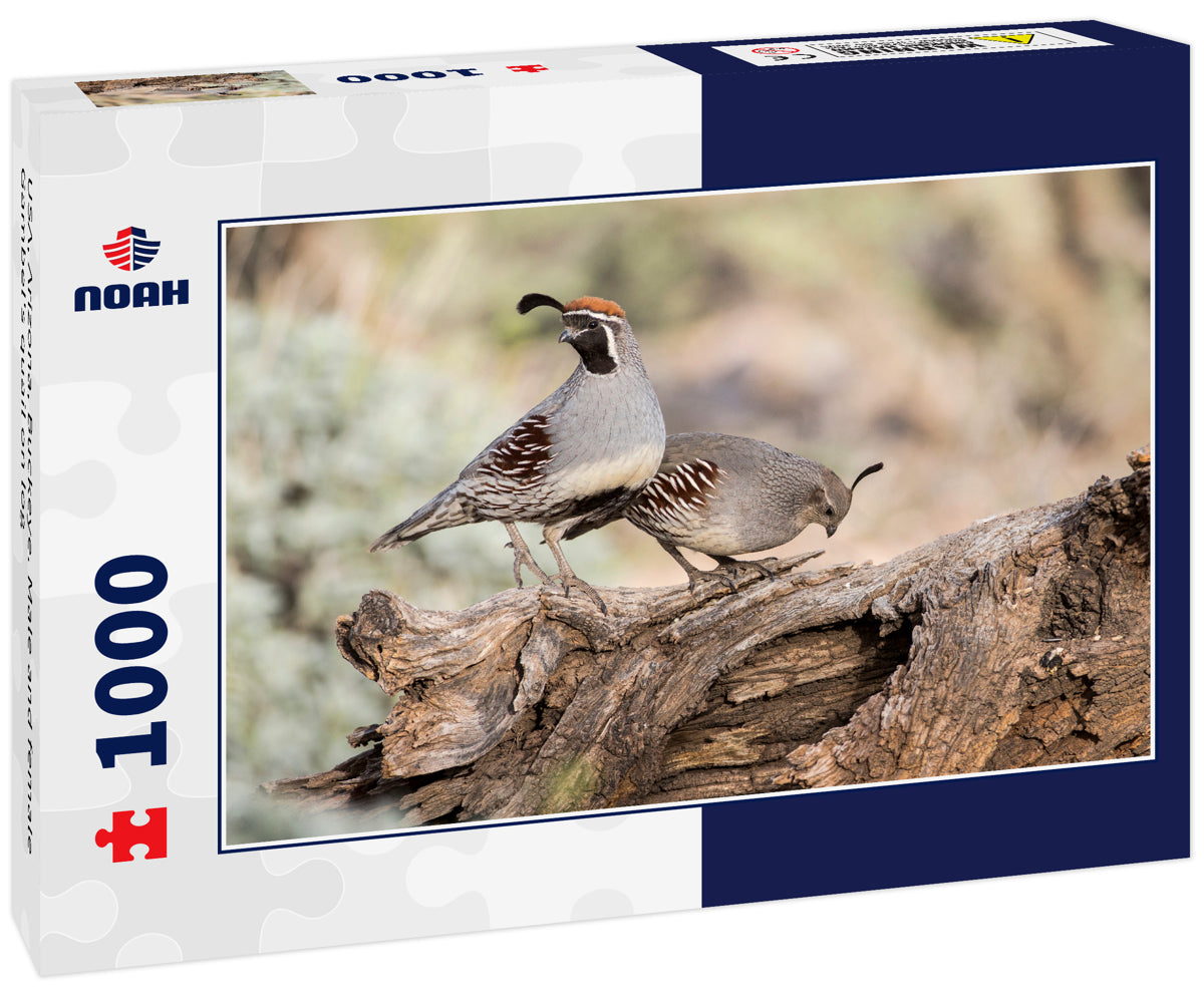 USA, Arizona, Buckeye. Male and female Gambel's quail on log