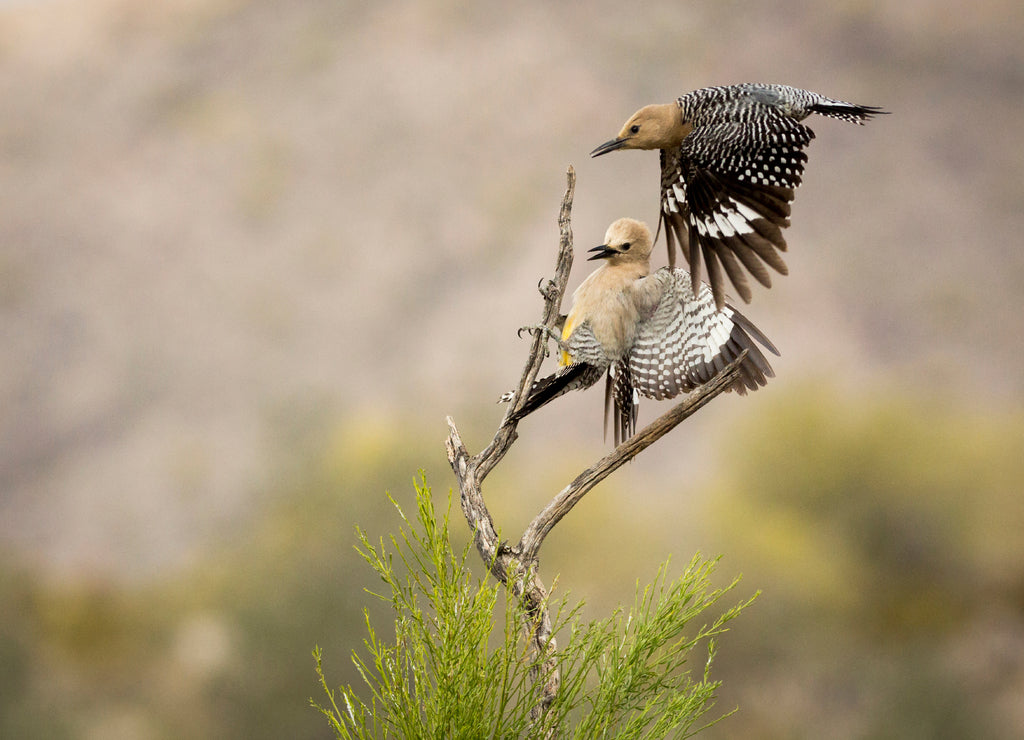 USA, Arizona, Buckeye. Pair of Gila woodpeckers landing on branch