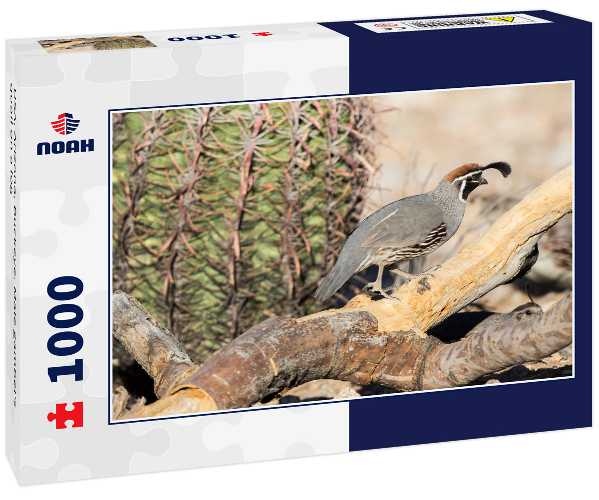 USA, Arizona, Buckeye. Male gambel's quail on a log
