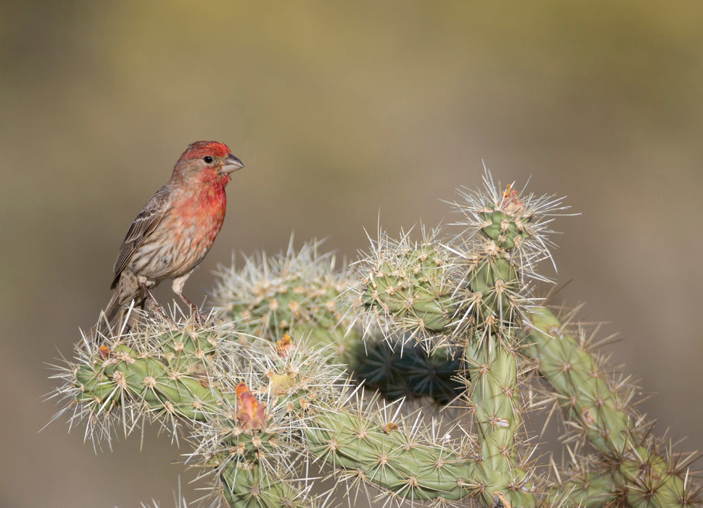 USA, Arizona, Buckeye. Male house finch on pencil cholla cactus