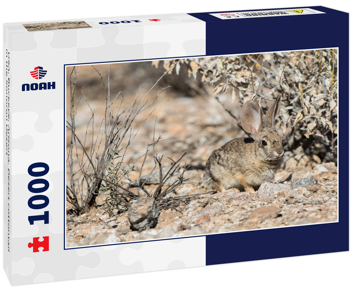 USA, Buckeye, Arizona. Desert cottontail in the Sonoran Desert