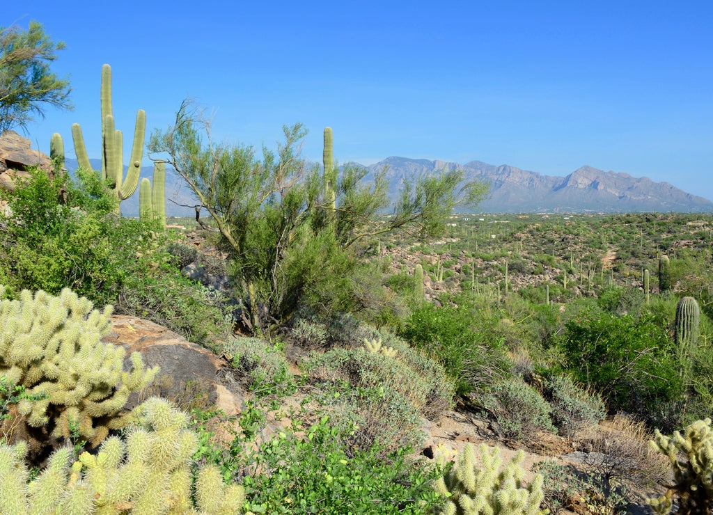 Catalina Mountains Tucson Oro Valley Arizona View Desert Saguaro Sonoran