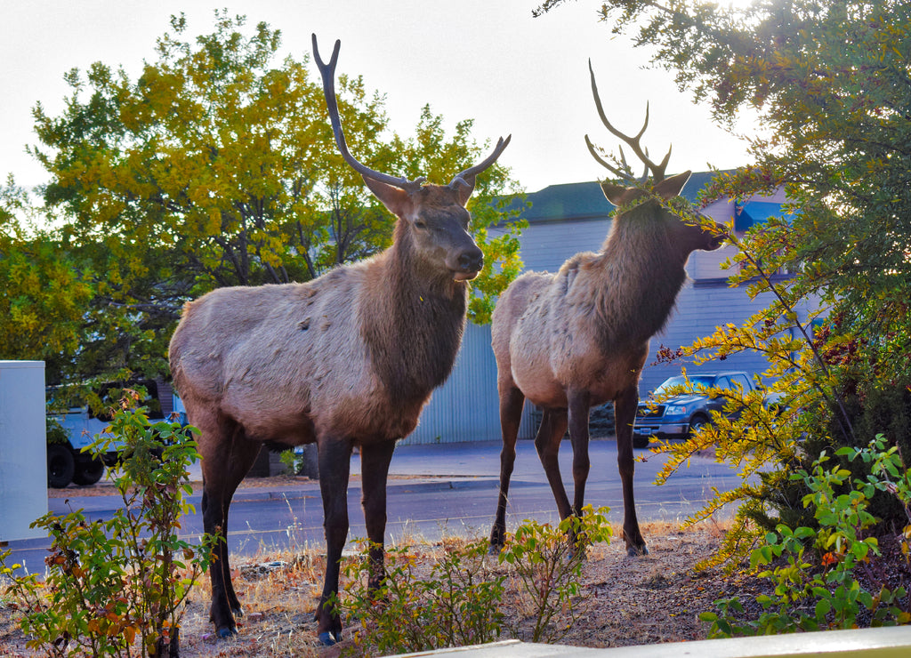 Downtown Payson Arizona Elk