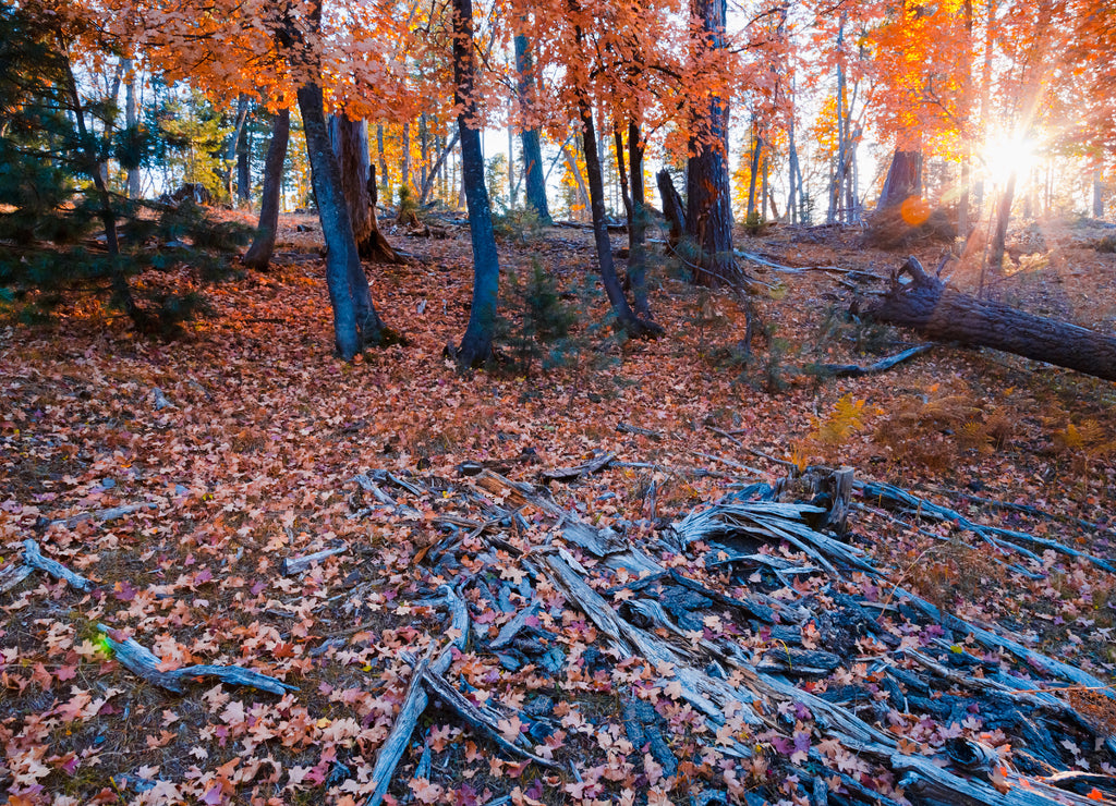 Autumn in the wilderness of Payson, Arizona. Gorgeous sunshine through the colorful maple trees