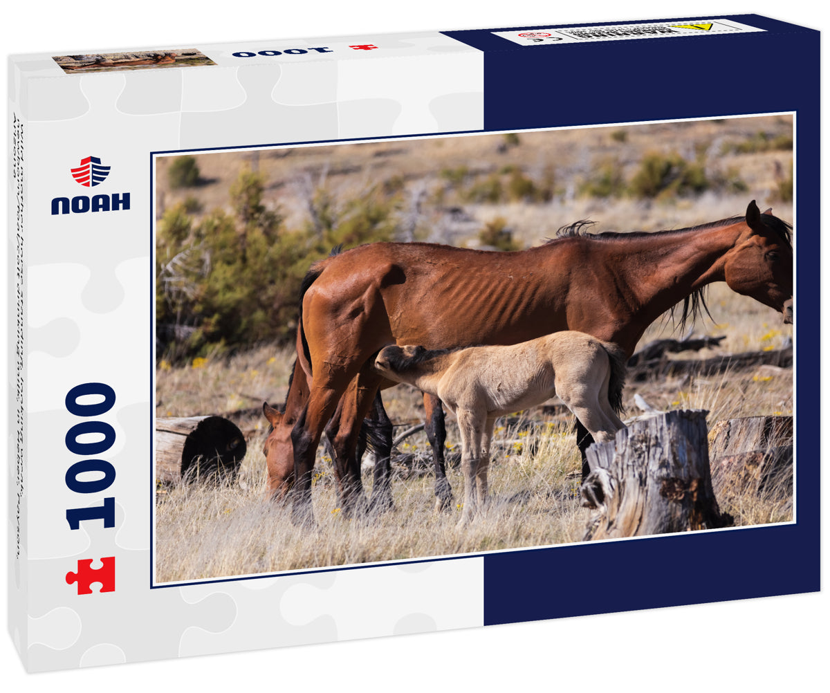 Wild mother horse standing, looking weak, newborn/foal/colt drinking milk, in Heber, Payson, Arizona