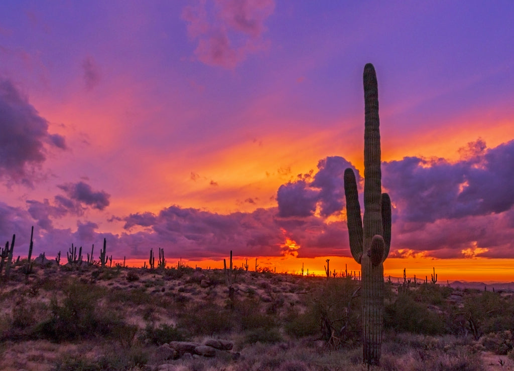 Cactus At Sunset in Arizona