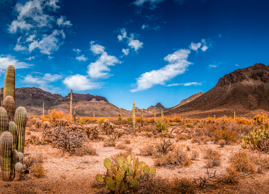 Arizona Desert Landscape