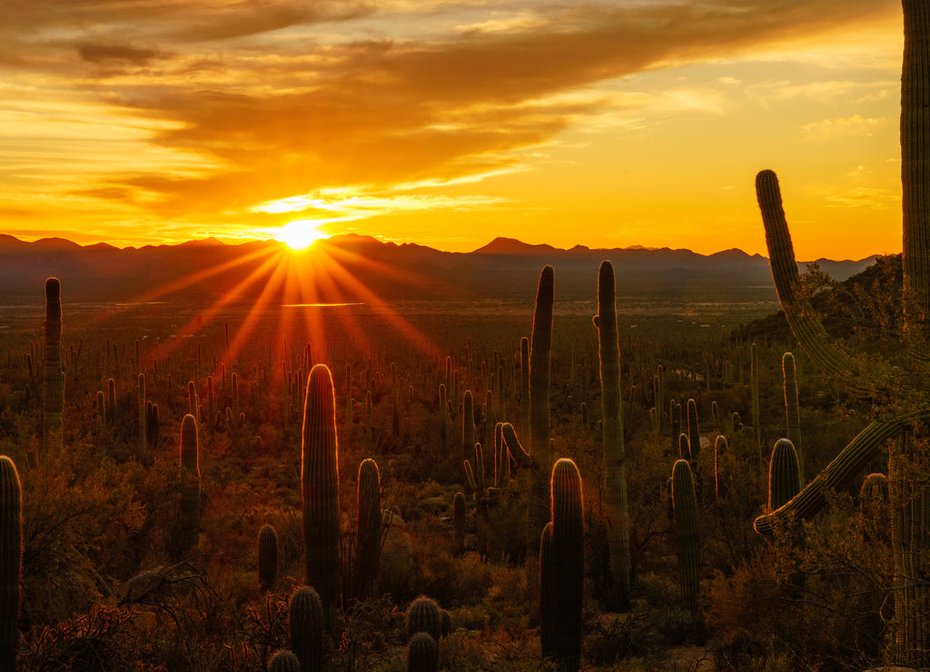 Desert Sunset in Tucson Arizona