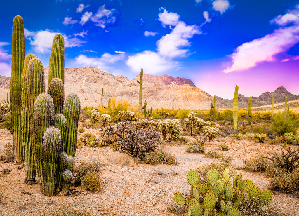 Arizona Desert Ladscape