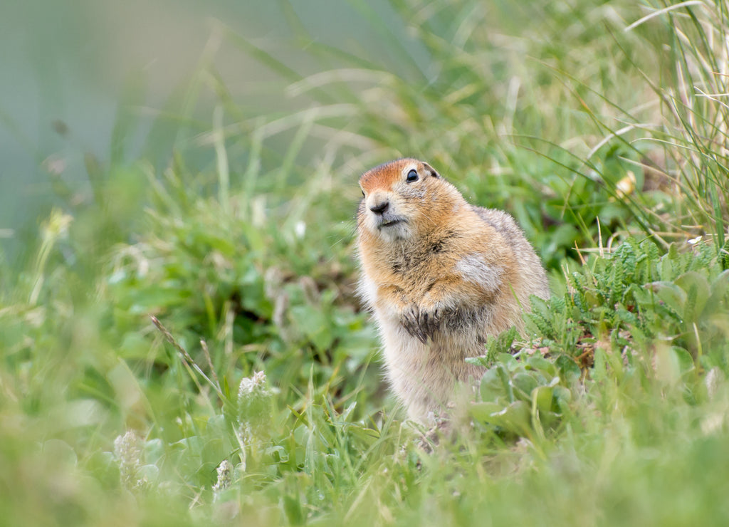 Arctic Ground Squirrel Squatting in Denali National Park, Alaska