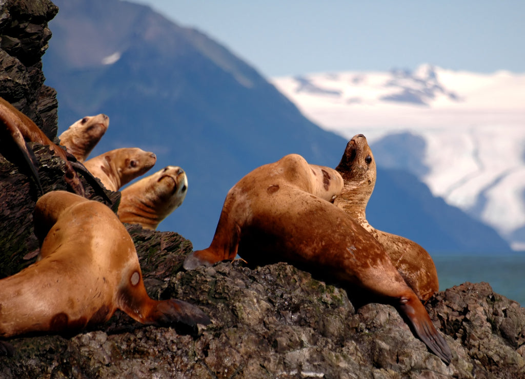 Stellar Sea Lions in Alaska