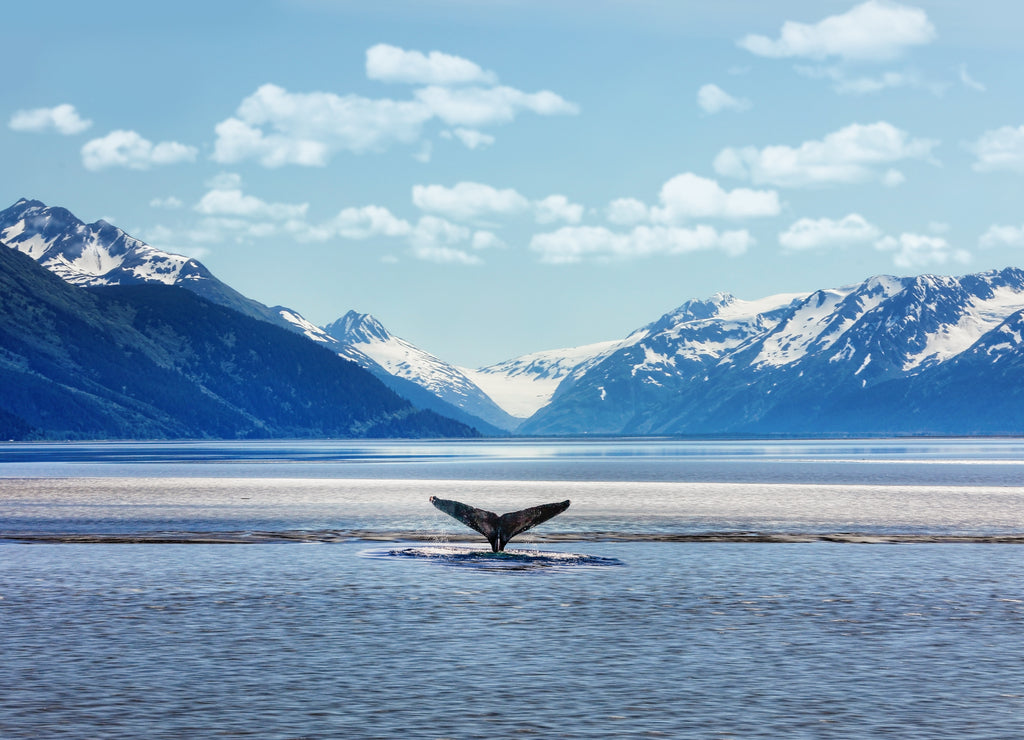 Humpback whale tail with icy mountains backdrop Alaska