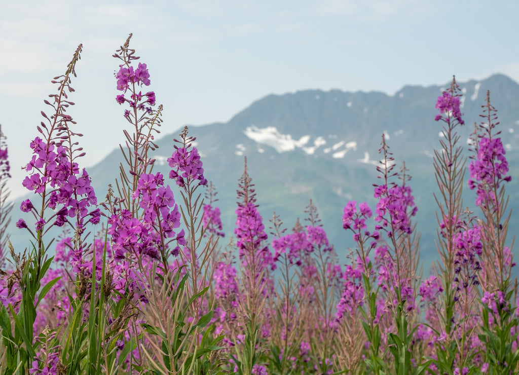 Fireweed near Anchorage, Alaska