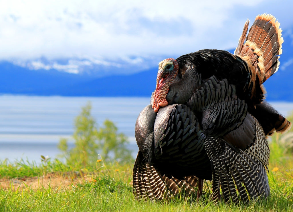 Eastern Turkey in full strut near Anchorage Alaska, Cook Inlet