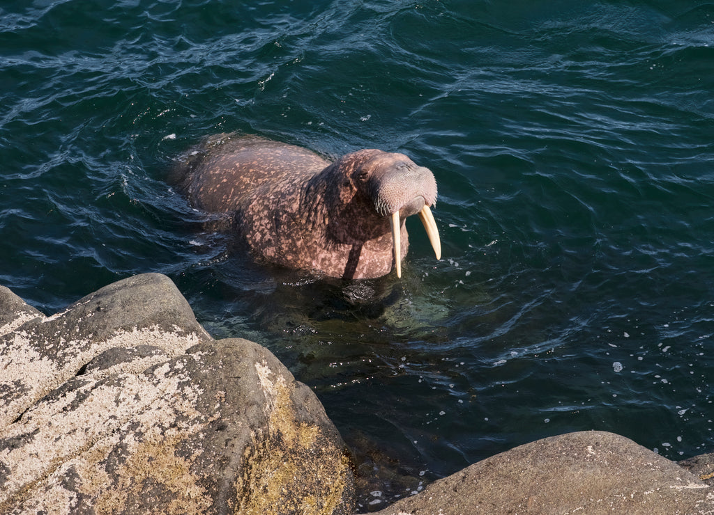Swimming walrus (Odobenus rosmarus divergens), Round Island, Walrus Islands State Game Sanctuary, Bristol Bay, Alaska