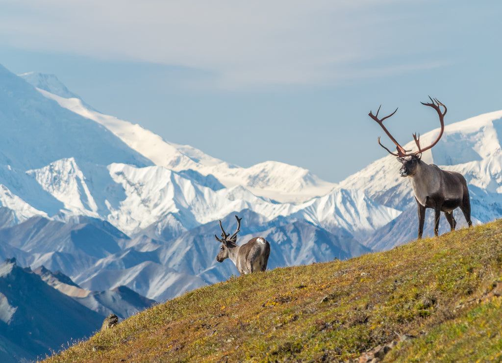 Majestic caribou bull in front of the mount Denali, ( mount Mckinley), Alaska