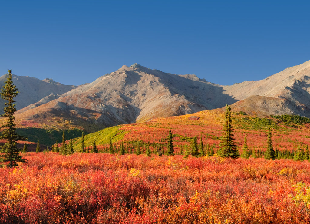 Alaska autumn Tundra Denali National Park