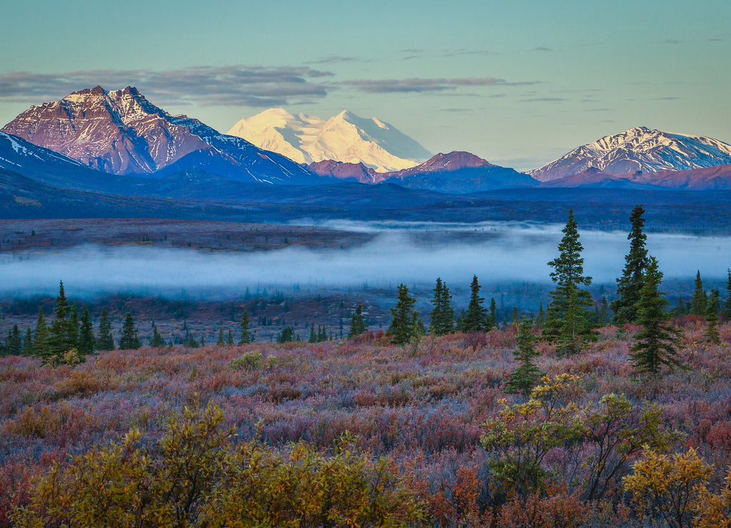 Foggy morning in Denali national park, Alaska