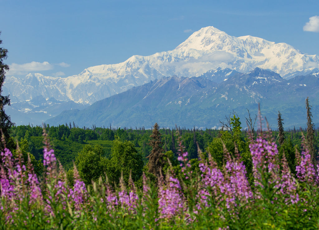 Denali, Alaska in summer with blooming fireweedon a clear blue day