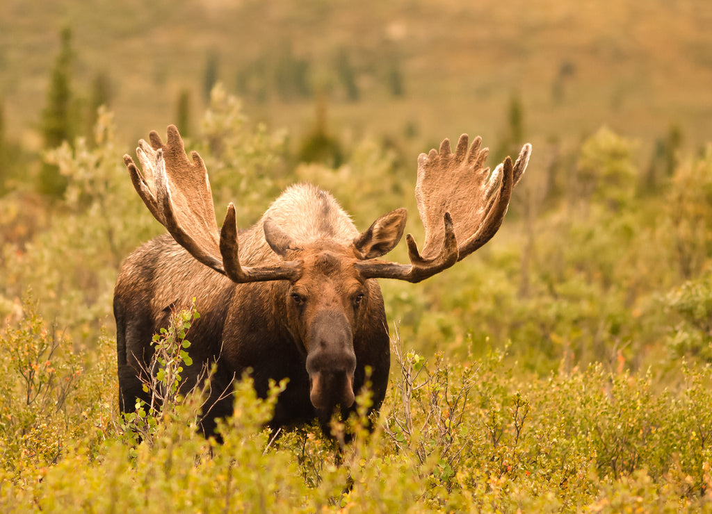 Moose, Denali, Alaska