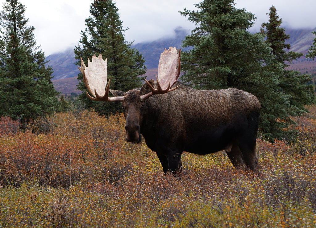 Beautiful wild moose bull in National park Denali in Alaska