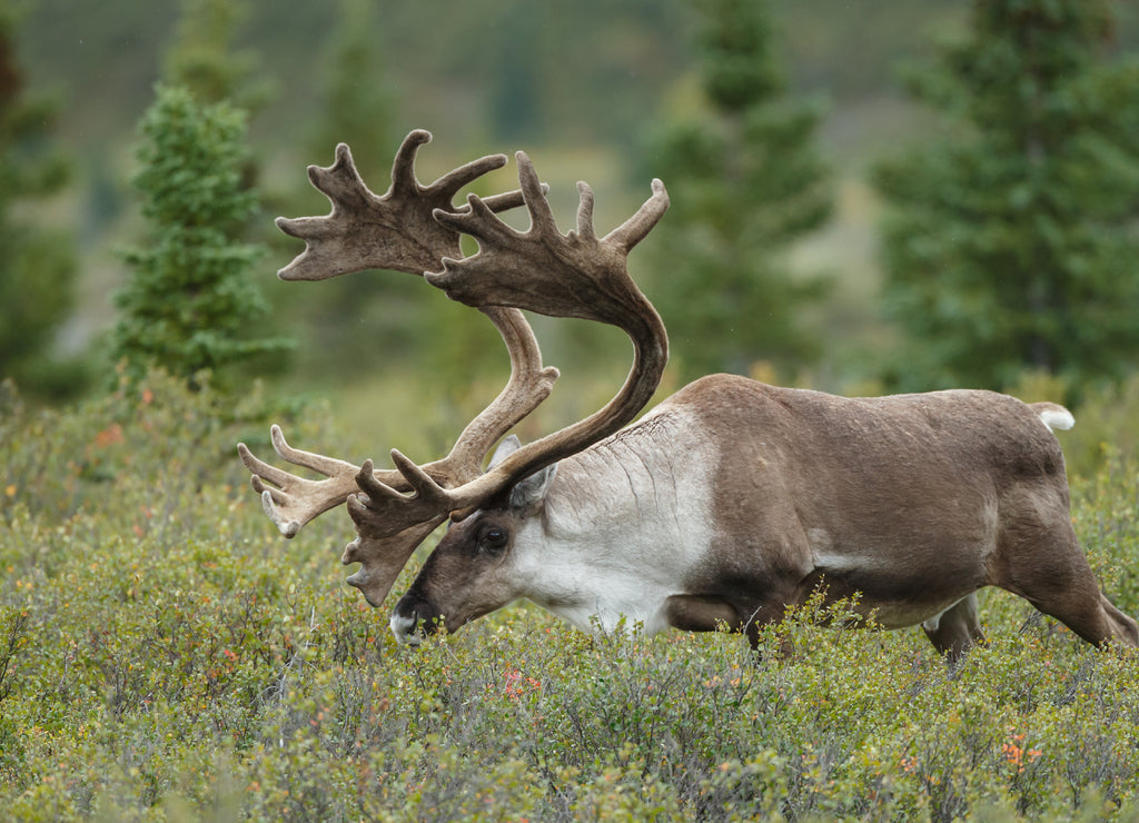 Caribou at Denali park Alaska