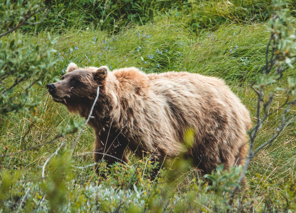 Grizzly bear in Denali National park, Alaska