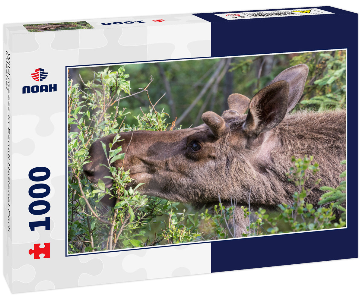 Wild moose in Denali National Park (Alaska)