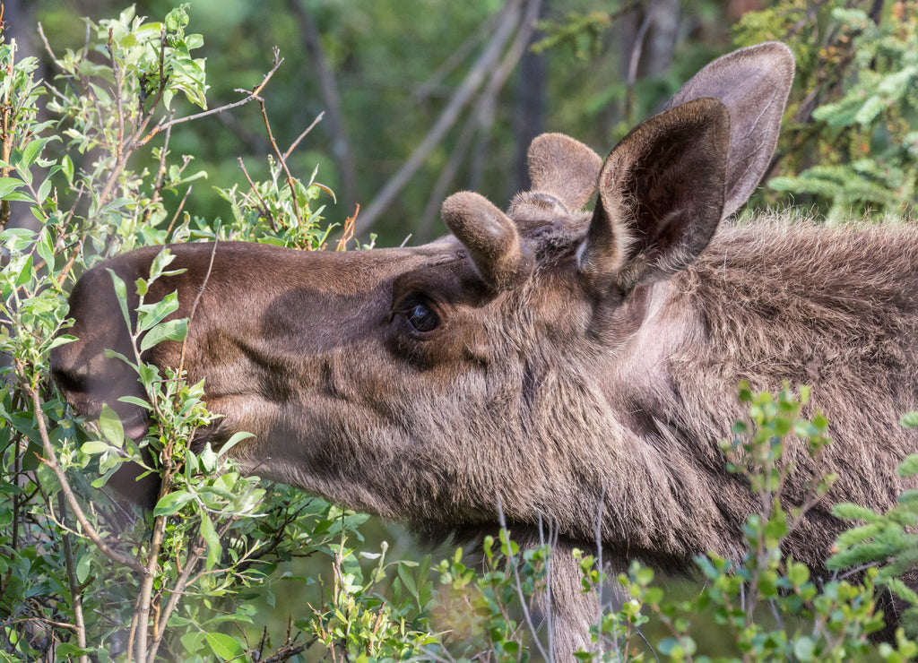 Wild moose in Denali National Park (Alaska)