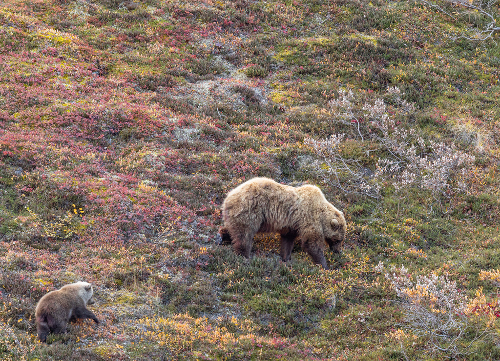 Grizzly Bear Sow and Cub in Denali National Park Alaska in Autumn