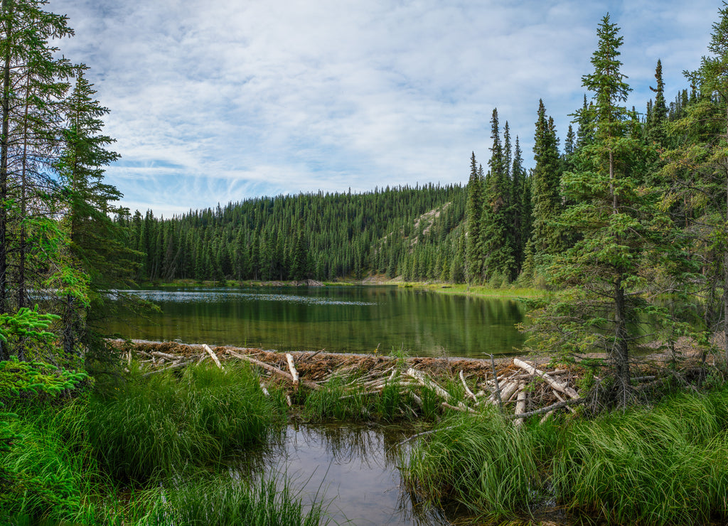 Beaver dam in Horseshoe lake in Denali national park, Alaska