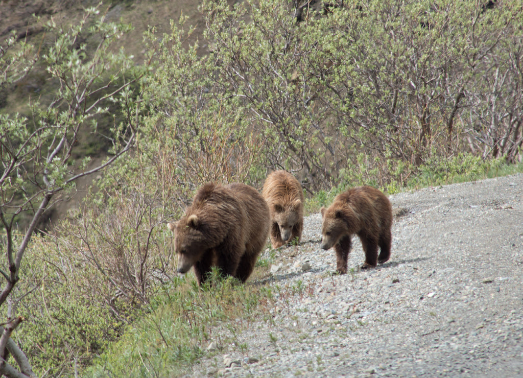 Bears in Denali National Park Alaska