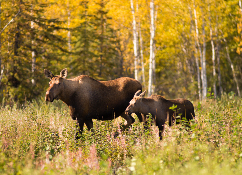 Cow Moose leads Her Calf Across Road Near Denali Alaska