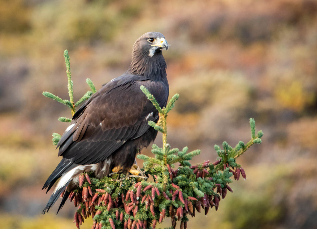 Close up golden eagle portrait at Denali National Park in Alaska