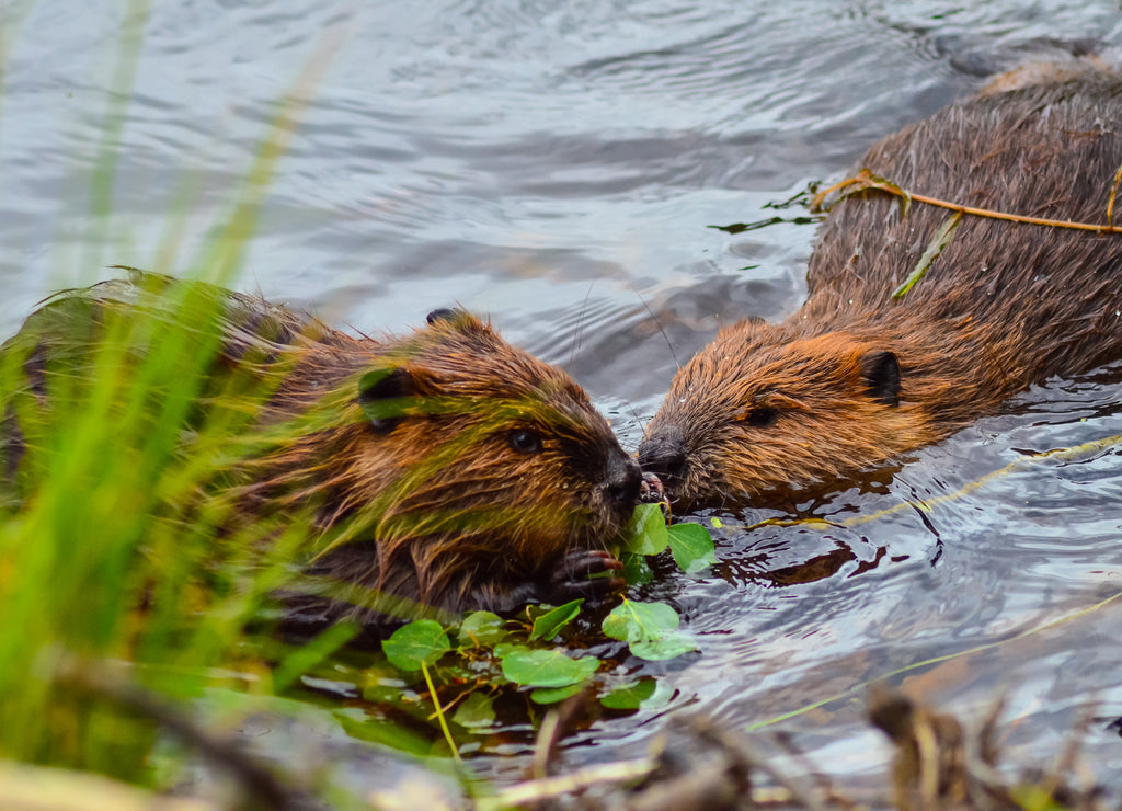 Closeup photo of beavers eating in the lake, Tripple lakes trail, Denali National park and Preserve, Alaska, North America