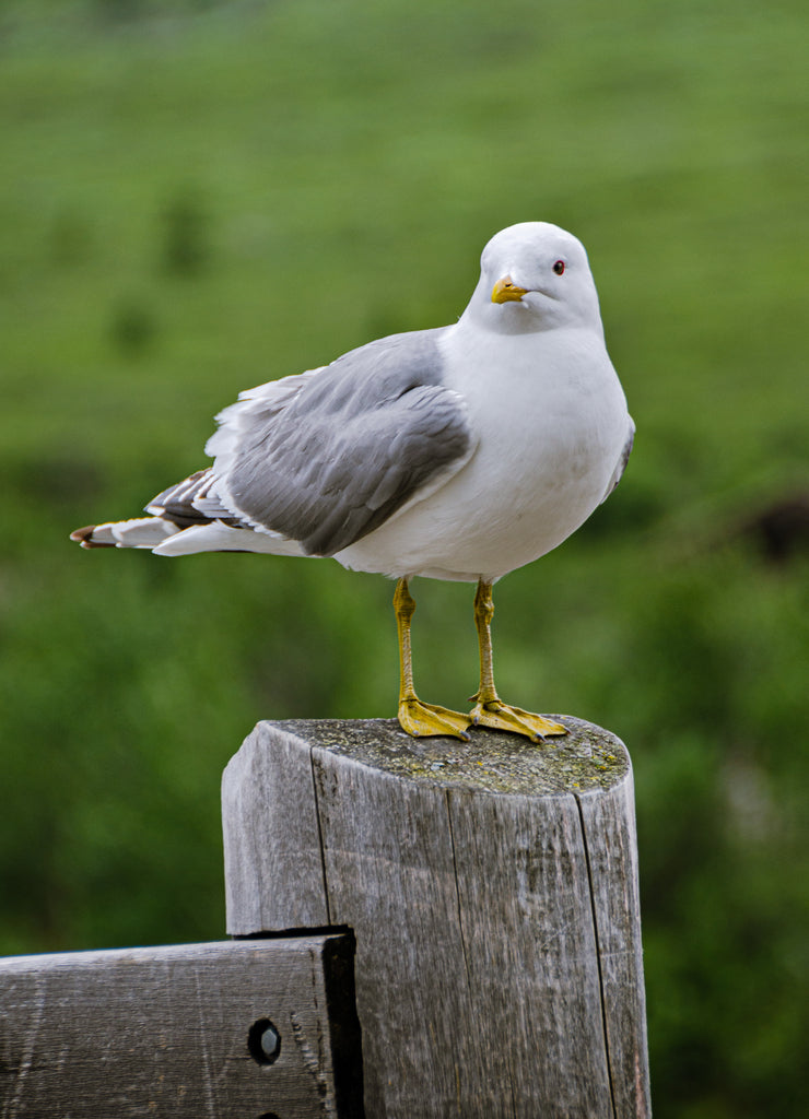 Seagull standing on fencepost in Denali National Park Alaska