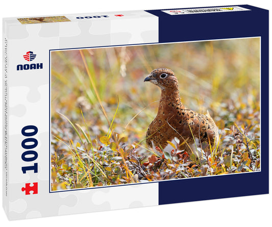 Closeup of a single wild willow ptarmigan walking in the field at Denali National Park, Alaska