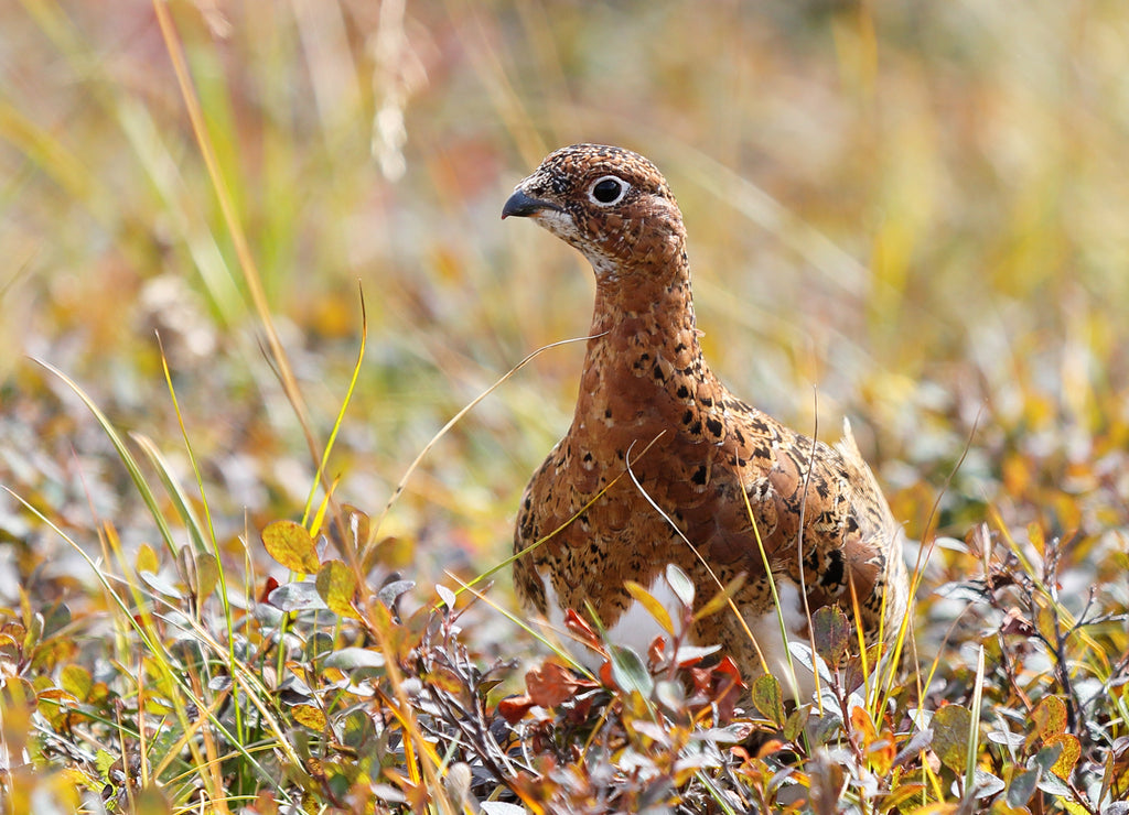 Closeup of a single wild willow ptarmigan walking in the field at Denali National Park, Alaska