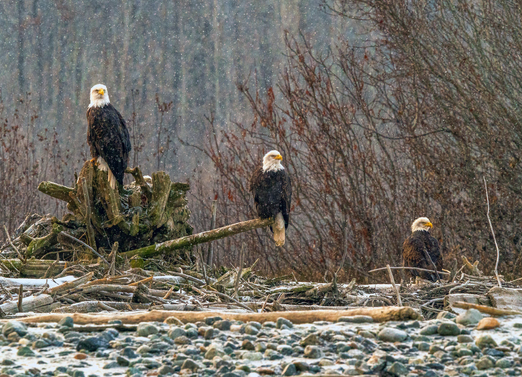 Three Eagles in Snow - Chilkat Bald Eagle Preserve, Haines, Alaska