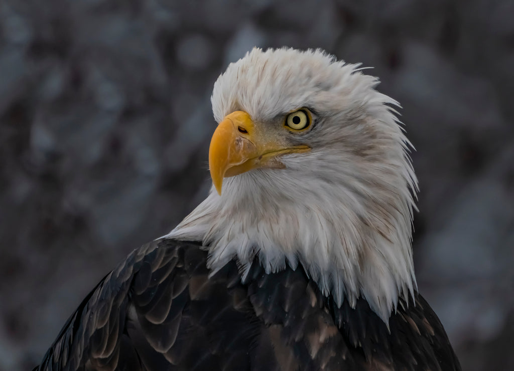 Chilkat Warrior - A bald eagle warrior with war wounds has seen many battles on the Chilkat River Haines, Alaska