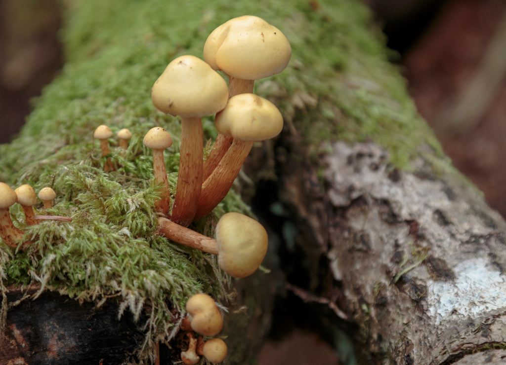 Mushrooms in the forest near Haines Alaska