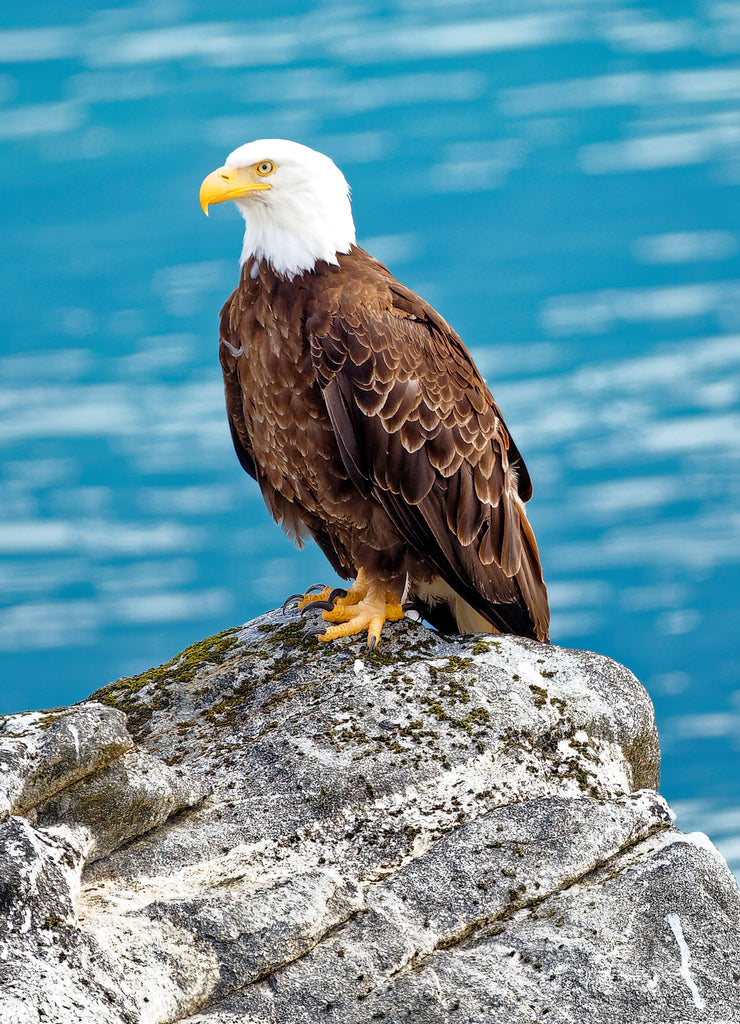 Eagle Standing on Rock in Haines, Alaska